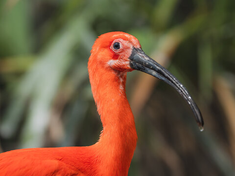 Ibis rouge