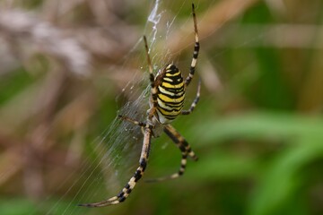 Eine Wespenspinne lauert auf Beute 
