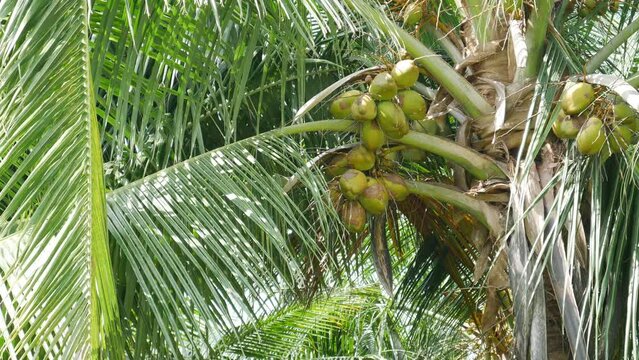 Close Up Shot Of Coconuts On The coconut Tree