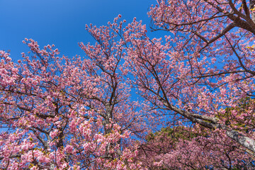河津桜