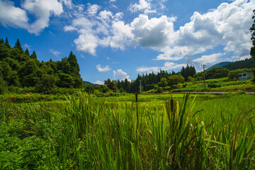 夏休みの田舎の風景