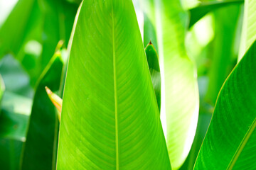 Canna leaves, weave beautiful light, overlapping many leaves.