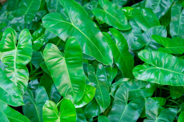 Fototapeta na wymiar Thick green leafy bush, Oval shape, tightly overlapped with a glossy surface