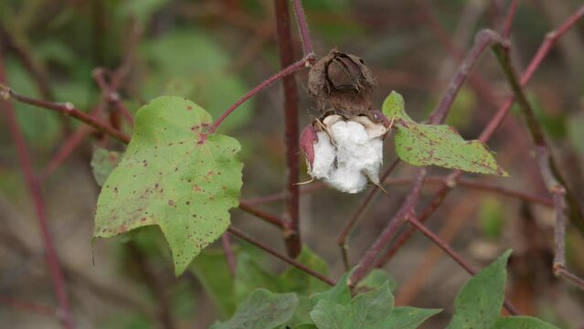 Cotton plant with white cotton close up view