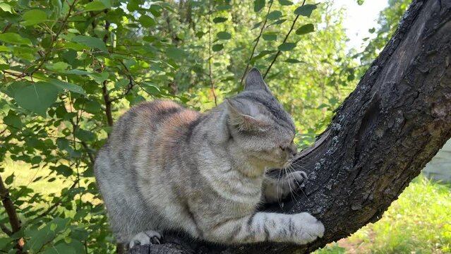 Cat climbing on the tree.