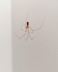 ein Weberknecht an der Decke