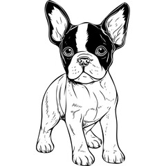 french bulldog puppy