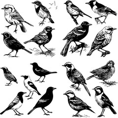 set of birds