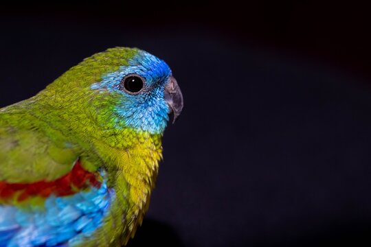 A close-up portrait of a male pet Turquoise parrot (Neophema pulchella) with colourful feathers on its face and upperparts with a black background.