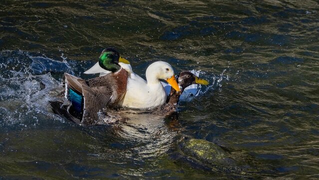 A male mallard (Anas platyrhynchos) and a male white domestic (pekin) duck raping a female hybrid brown domestic duck, in the Water of Leith, Dunedin, New Zealand