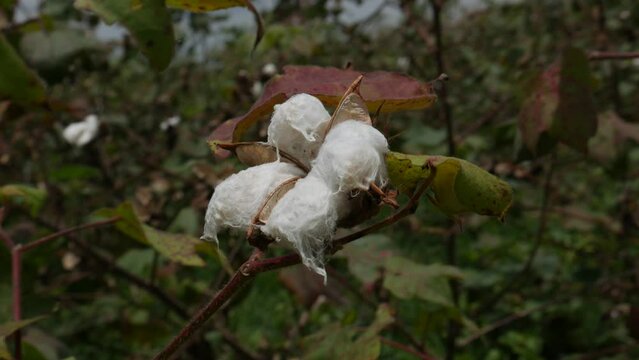 Bloomed Cotton fibres on a cotton plant,mild wind