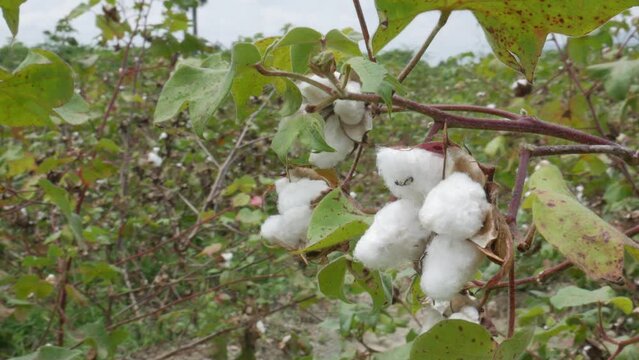 cotton plant in the field