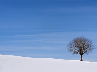 Fototapeta premium tree on rolling hills in winter