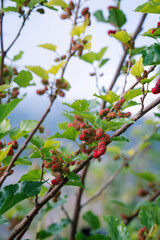 morus Nigra,The Vital Mulberry in Gardens, Nourishing Silkworms for Silk Production.