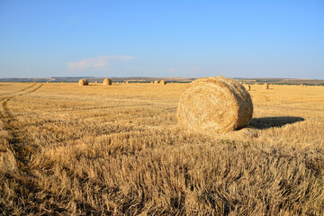 Fototapeta premium rolled haystack on the field with blue sky copy space