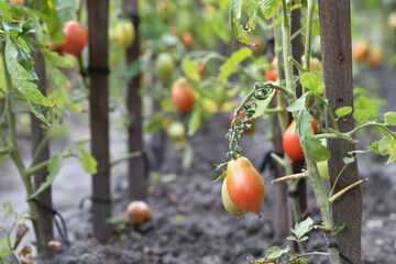 closeup the red ripe tomato growing with leaves and plant in the farm over out of focus green brown...