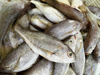 fresh raw cold seafood gelama grey small grouper fish ikan on white ice background halal food...