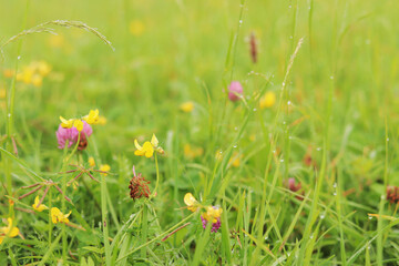 Grass with wild flowers after the rain. Drops of water on the green summer grass, meadow or lawn