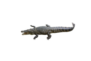 Crocodile image lying isolated on transparent background png file.