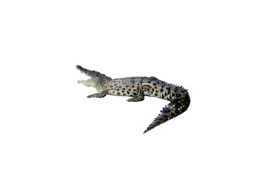 Fototapeta premium Crocodile portrait with open mouth isolated on transparent background png file