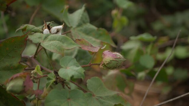 Cotton bud on a cotton plant