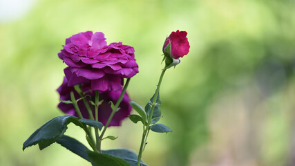 pink roses flower in the garden of roses. Nature. rose flower background. roses on a bush in the garden, close-up. pink rose flower. Red Rose Magic. beautiful flower gift