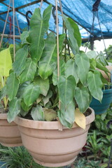 Philodendron rugosum tree on hanging pot on farm