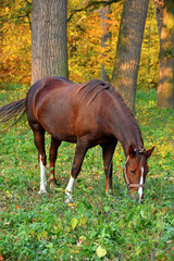 brown horse eating green grass in autumn park. Horse in a pasture with European larch, National Park. autumn landscape and a large, strong, hardy horse. animal in nature