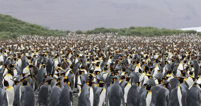 A large colony of King Penguin Colony in South Georgia Island 