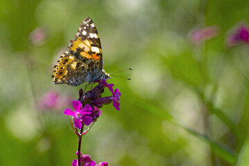 butterfly Vanessa Cardui, sitting on a wildflower Viscaria vulgaris. pink meadow flower, beautiful butterfly, close-up. delicate flowers, green blurred background. macro nature