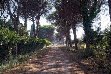 Obraz premium Via Appia antica (antique Appian way), urban regional park in Rome, Italy 