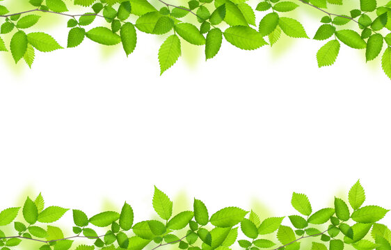 green branch with leaves frame natural floral background isolated on white