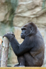 Gorilla on the stone