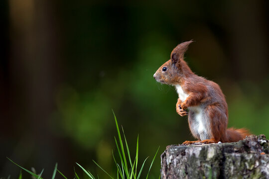 Red squrrel in the forest