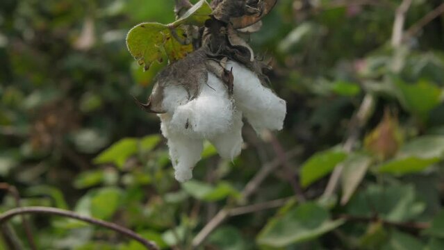 Raw Organic Cotton Growing at Cotton Farm. Gossypium herbaceum close up with fresh seed pods. Cotton boll hanging on plant