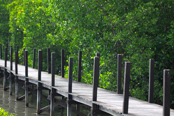 mangrove forest, mangrove tree beauty in nature