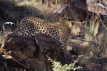 African leopard