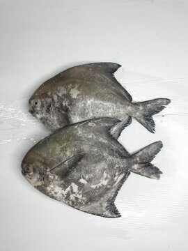 fresh raw cold seafood mini small black pomfret whole fish ikan on white ice background halal food cuisine hyper market menu for restaurant ingredient design