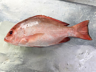 fresh raw cold seafood red grouper whole fish ikan on white ice background halal food cuisine hyper...