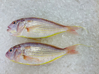 fresh raw cold seafood mini red gori whole fish ikan on white ice background halal food cuisine hyper market menu for restaurant ingredient design