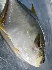 fresh raw cold seafood silver white pomfret whole fish ikan on white ice background halal food...