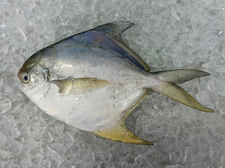 fresh raw cold seafood silver white pomfret whole fish ikan on white ice background halal food cuisine hyper market menu for restaurant ingredient design