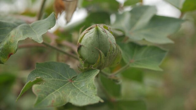 Green Fresh Organic Cotton Fruit Growing On Cotton Plant