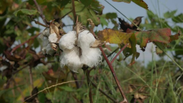 cotton on a branch close up , cotton plant