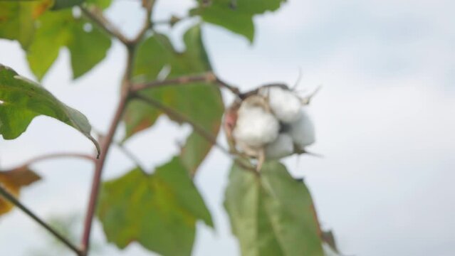 Cotton in a cotton field ,india