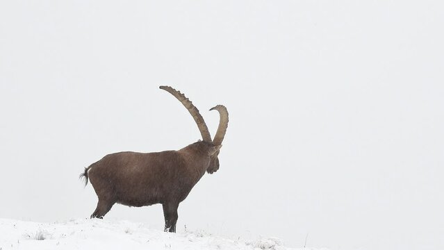 Inside the clouds with extreme weather conditions, the Alpine ibex male (Capra ibex)
