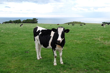 Fototapeta na wymiar A single cow standing up on the field