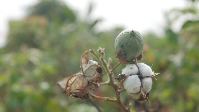 Cotton Plant , and  green cotton fruits , bokeh, Push in shot