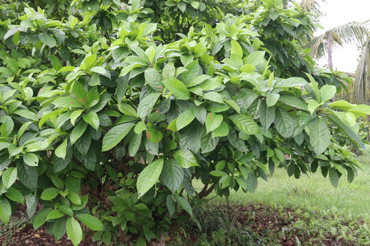Baccaurea motleyana tree on farm