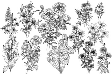 Vector set of 12 flowers mono-bouquets in engraving style. Lupine, irises, peonies, calendula, tulips, zinnia, rose, lilies, dahlia, kosmos, lobelia, marigold © Viktoriia Holovko